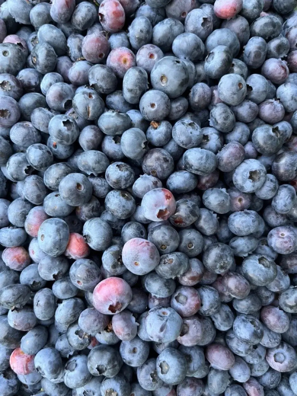 Blueberry + Lemon Infused Maple Syrup